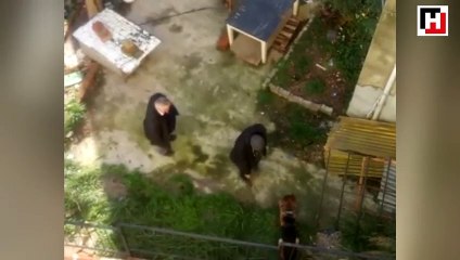 Köpeğe uygulanan şiddet kamerada