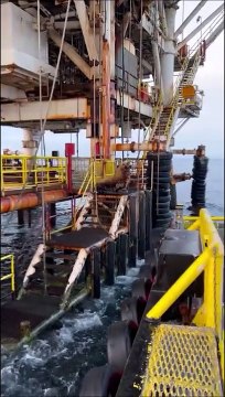 Un lion de mer tente de sauter d'une plateforme pétrolière vers un bateau... raté