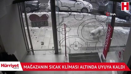 Üşüyen köpek mağazanın sıcak kliması altında uyuya kaldı