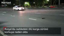 Rusya'da caddedeki ölü karga sürüsü korkuya neden oldu