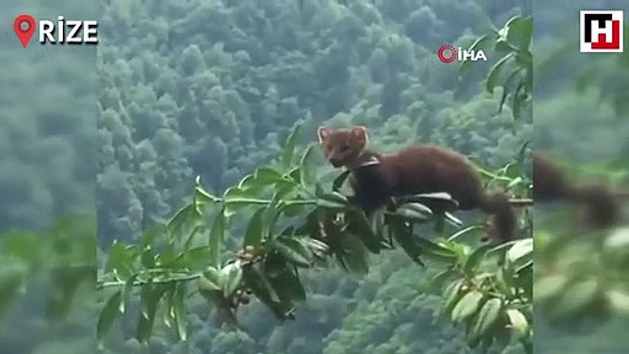 Sansarın karayemiş keyfi böyle görüntülendi