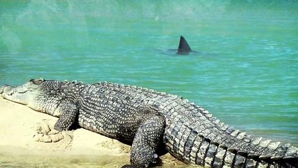 This Crocodile Has to Live With Sharks!