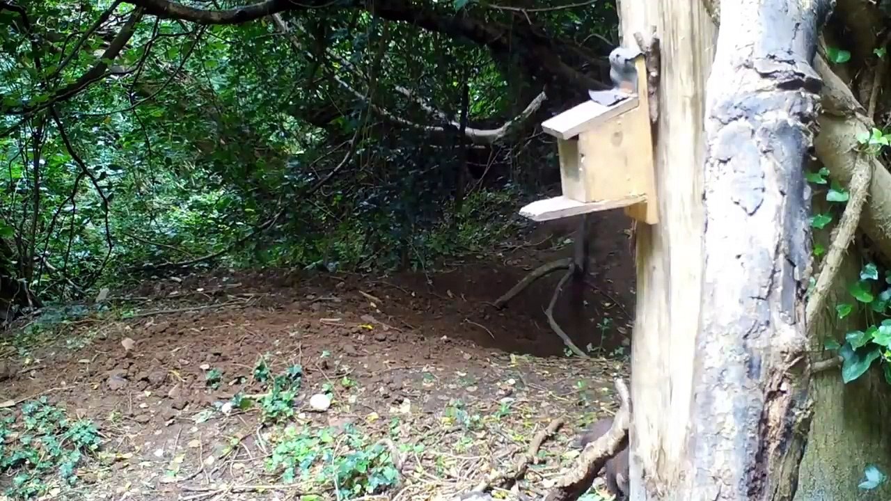 Moments When Martens Kill Almost Everything