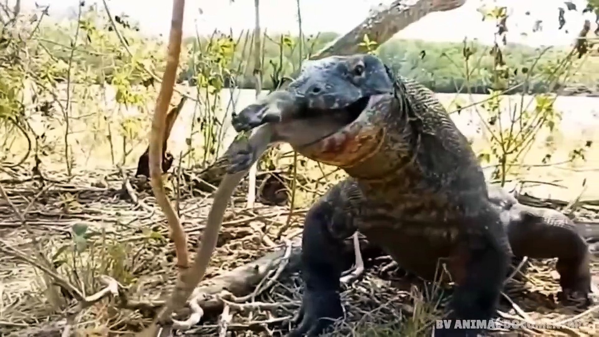 Komodo Dragon Eating Lion