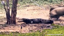 Angry Warthog attacks Lion very hard, Wild Animals Attack
