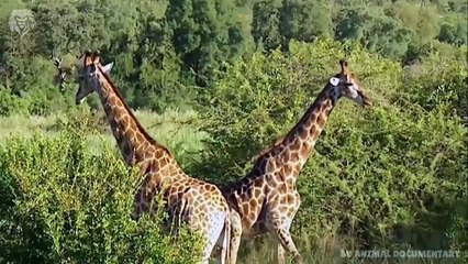 Mother Giraffe attacks Lion very hard to save her baby, Wild Animals Attack