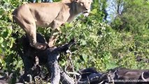 Extreme fights Buffalo vs Lion, Wild Animals Attack