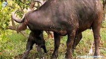 Angry Buffalo chases Lion who try to attack the baby, Wild Animals Attack