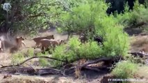 Extreme fights Elephant vs Lion to save buffalo, Wild Animals Attack