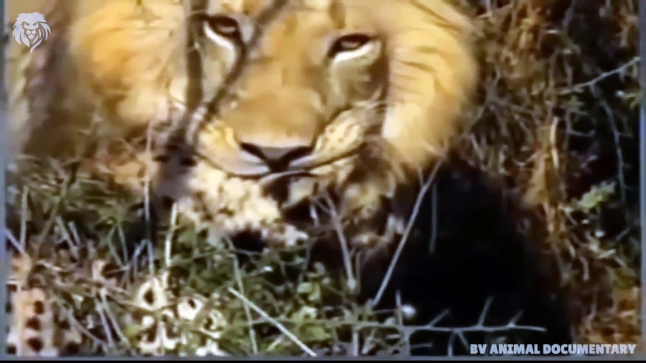 Angry Lion kills Cheetah in split seconds, Wild Animals Attack