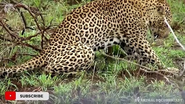 Extreme Fight Leopard vs Porcupine, Wild Animals Attack