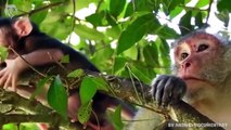 Extreme fight Leopard vs Eagle to save her baby, Wild Animals Attack