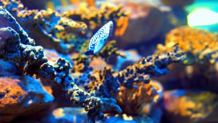 Deep sleep - relaxing music with Underwater - sea world