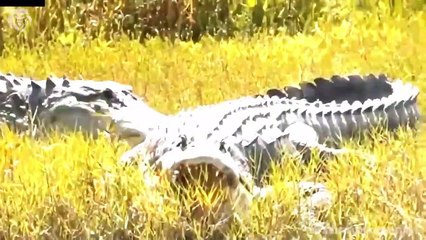 Cheetah helpless when Crocodile attack and steal its food, Wild Animals Attack