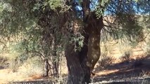 Lion chases Leopard up the tree, Wild Animals Attack