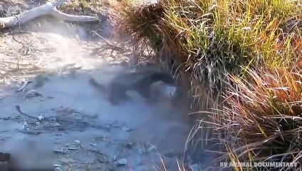 Extreme fight Honey Badger vs Predators , Wild Animals Attack