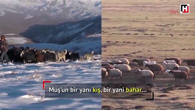 Muş'ta iki mevsim bir arada