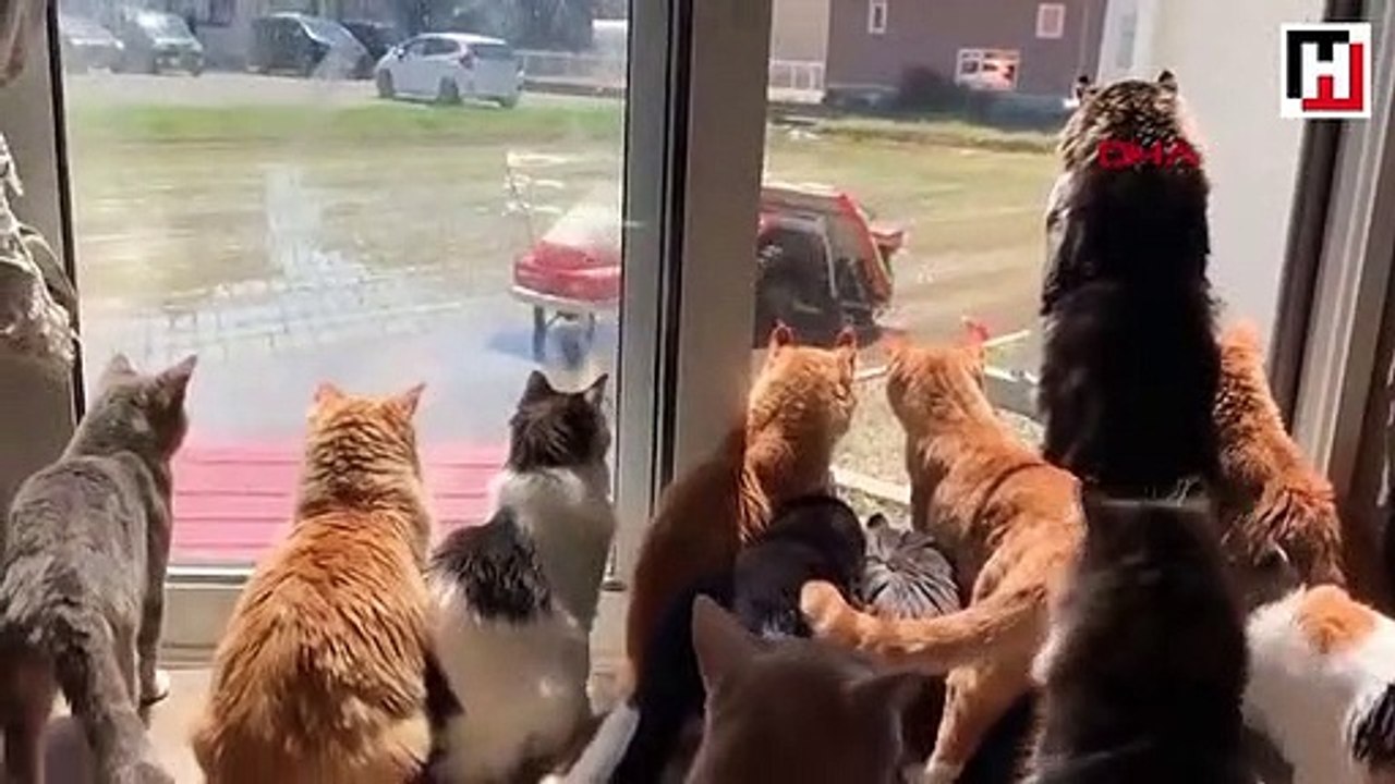 Sosyal medya meraklı kedileri konuşuyor