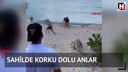 Sahilde bir anda ortaya çıkan timsah korkuttu