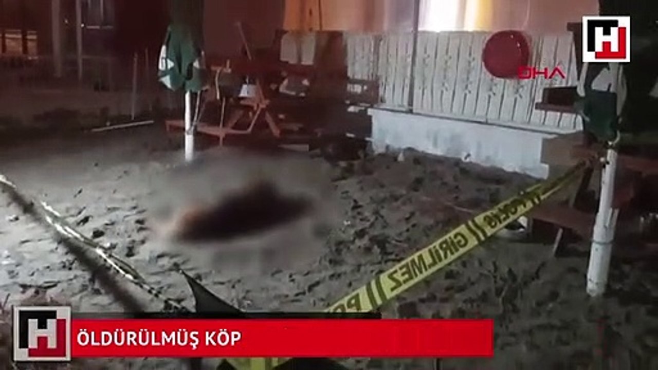 Silahla öldürülmüş köpeğini gören kadın sinir krizi geçirdi