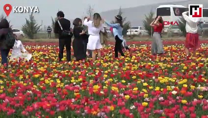 Konya Ovası'ndaki lale tarlasına ziyaretçi akını
