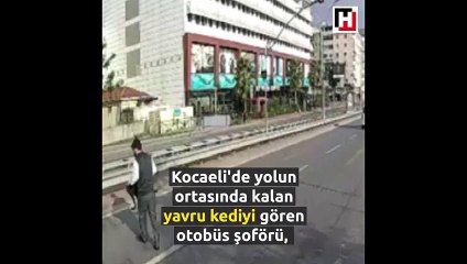 Otobüs şoförü çaresiz kediyi kurtardı