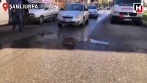 Su içen kedi trafiği durdurdu