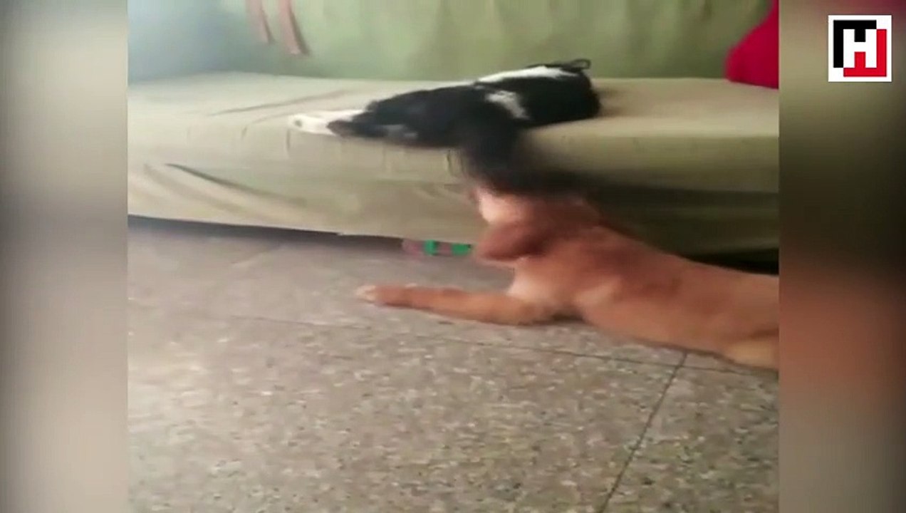 kedi kopek yatay