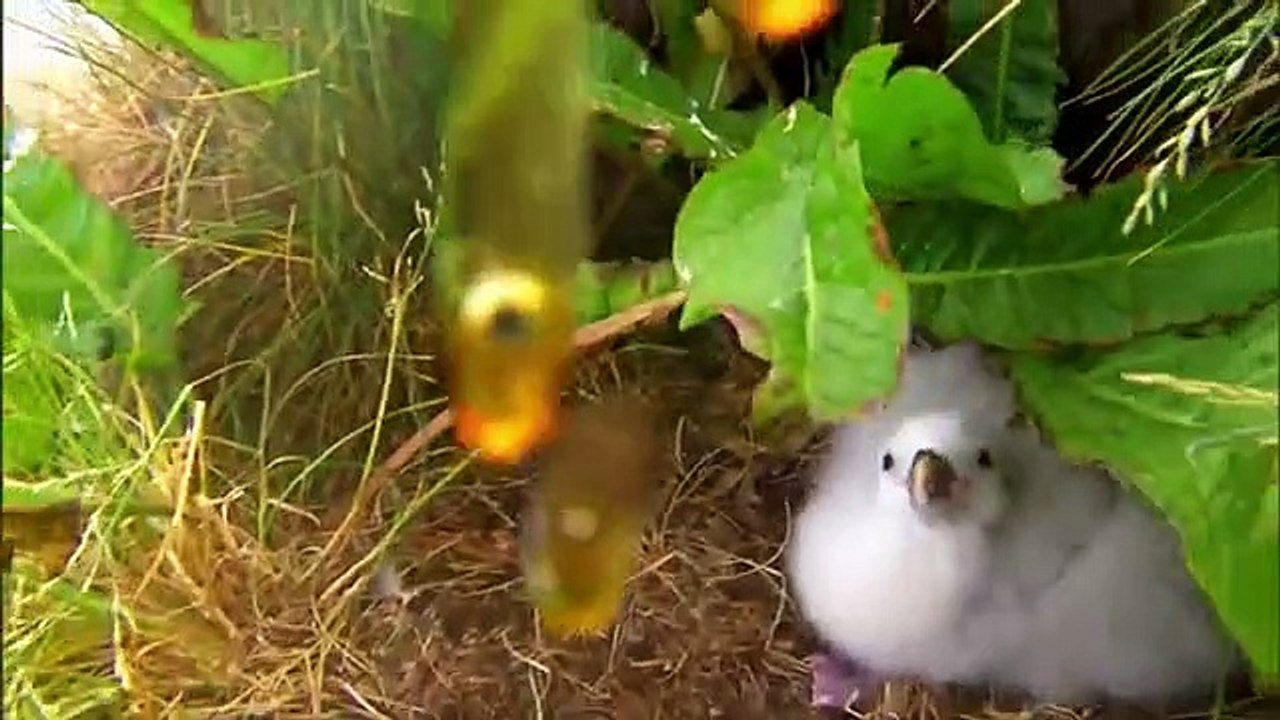 Ripley's Believe It or Not! (2019) - Se1 - Ep02 - Invisible Worlds HD Watch HD Deutsch