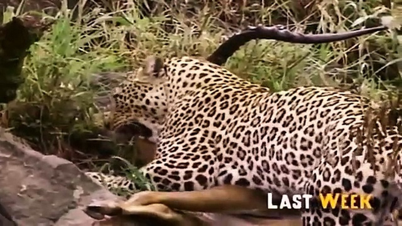 Big Cat Diary - Se1 - Ep05 HD Watch HD Deutsch