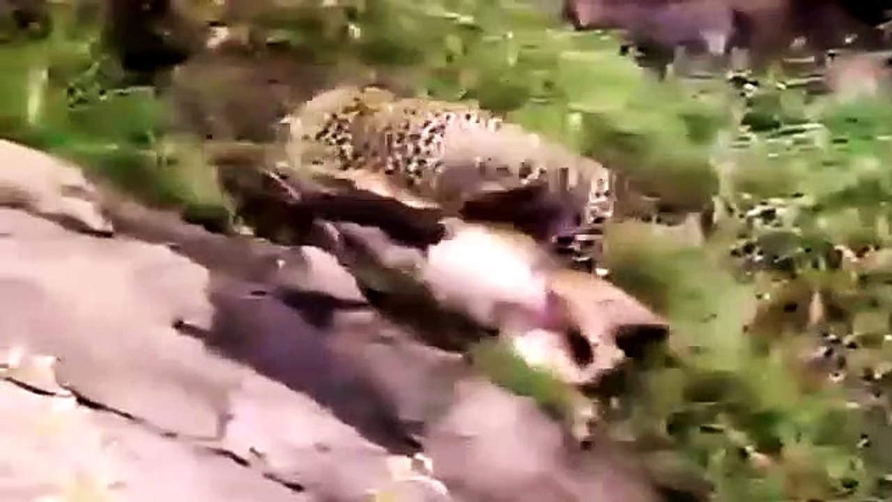 Big Cat Diary - Se1 - Ep03 HD Watch HD Deutsch