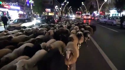 Trafik durdu, koyun sürücü geçti: İlginç görüntüler oluştu