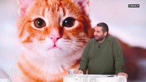 14000 euros cachés dans la litière du chat ! - Clique - CANAL+