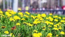 La musique guérit le cœur et les vaisseaux sanguinsLa musique apaisante restaure le système nerveux