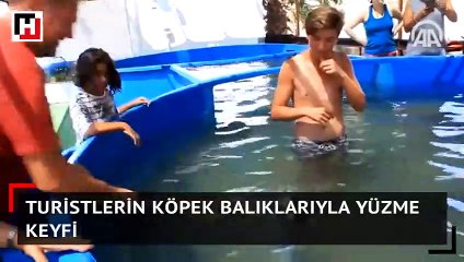 Turistlerin köpek balıklarıyla yüzme keyfi