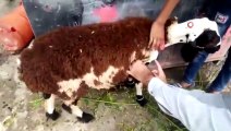 Görüntüler Pakistan’dan... Üzerine koyun yünü yapıştırılan keçiyi kurbanlık koyun diye sattılar
