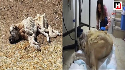 Ölmek üzereyken bulunan "Şanslı"ya yardım eli