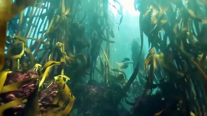 This Is Why Sharks Are Afraid of Dolphins