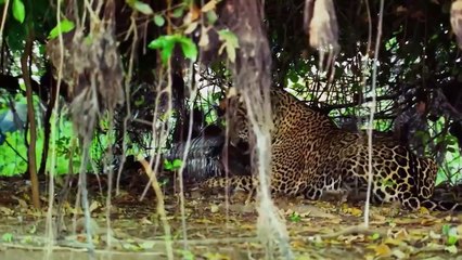 This is Why Jaguars Kill Crocodiles