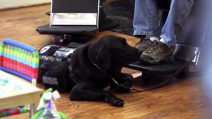 Animals That Saved Human Lives