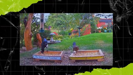 This is Why Pelicans Eat Pigeons