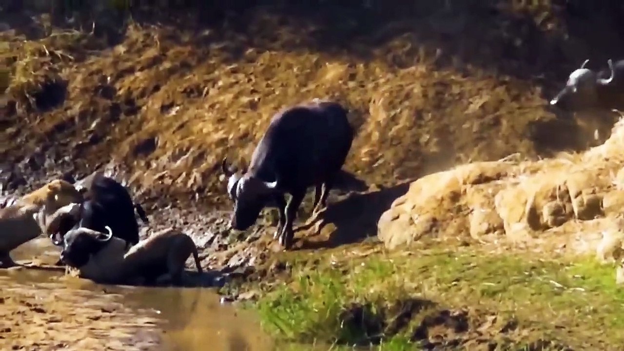 When They Mess With The Wrong Animal