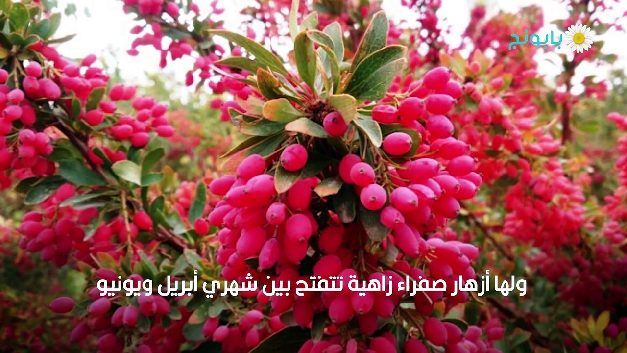 نبات البرباريس