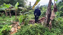 Le Cameroun mise sur l'écotourisme avec des gorilles pour apaiser les tensions homme-animal