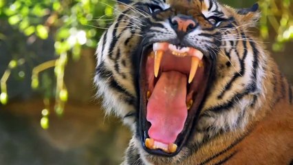 Big Battle Lion vs Tiger - The Lion Survive The Tiger Attack