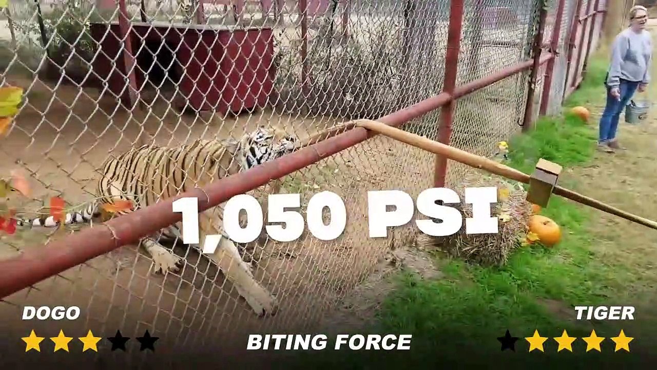 Dogo Argentino vs Tiger - Impossible Encounter
