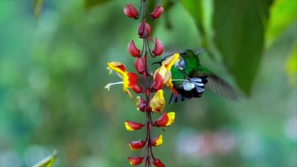 These Animals Murder Their Own Kind