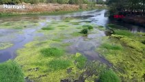 Trakya'da kuraklık  Tunca Nehri yeşile büründü