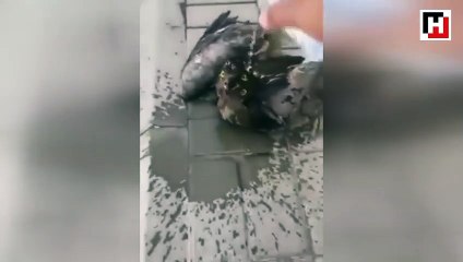 Kaldırıma yapışan kuşu böyle kurtardı