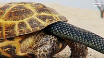 कछुए को हल्के मे लेने वालो हो जाओ सावधान   turtles unbelievable attack  unbelievable moments caught